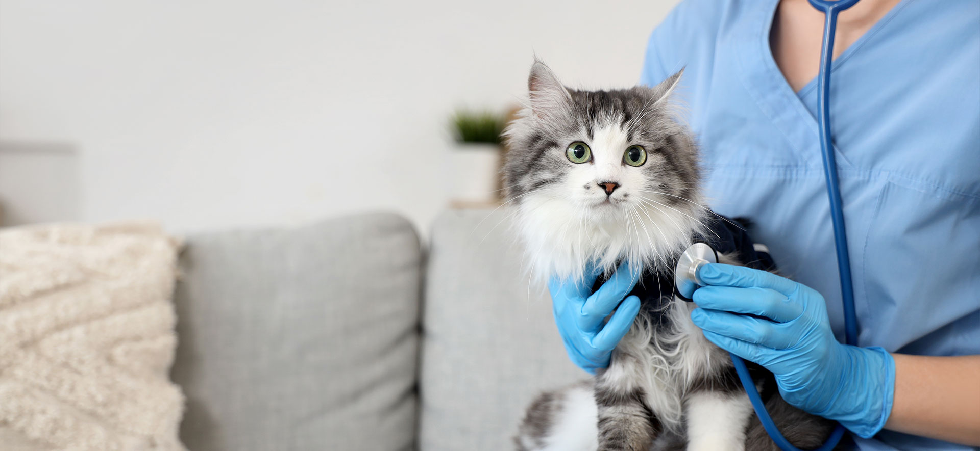 llevar gato al veterinario